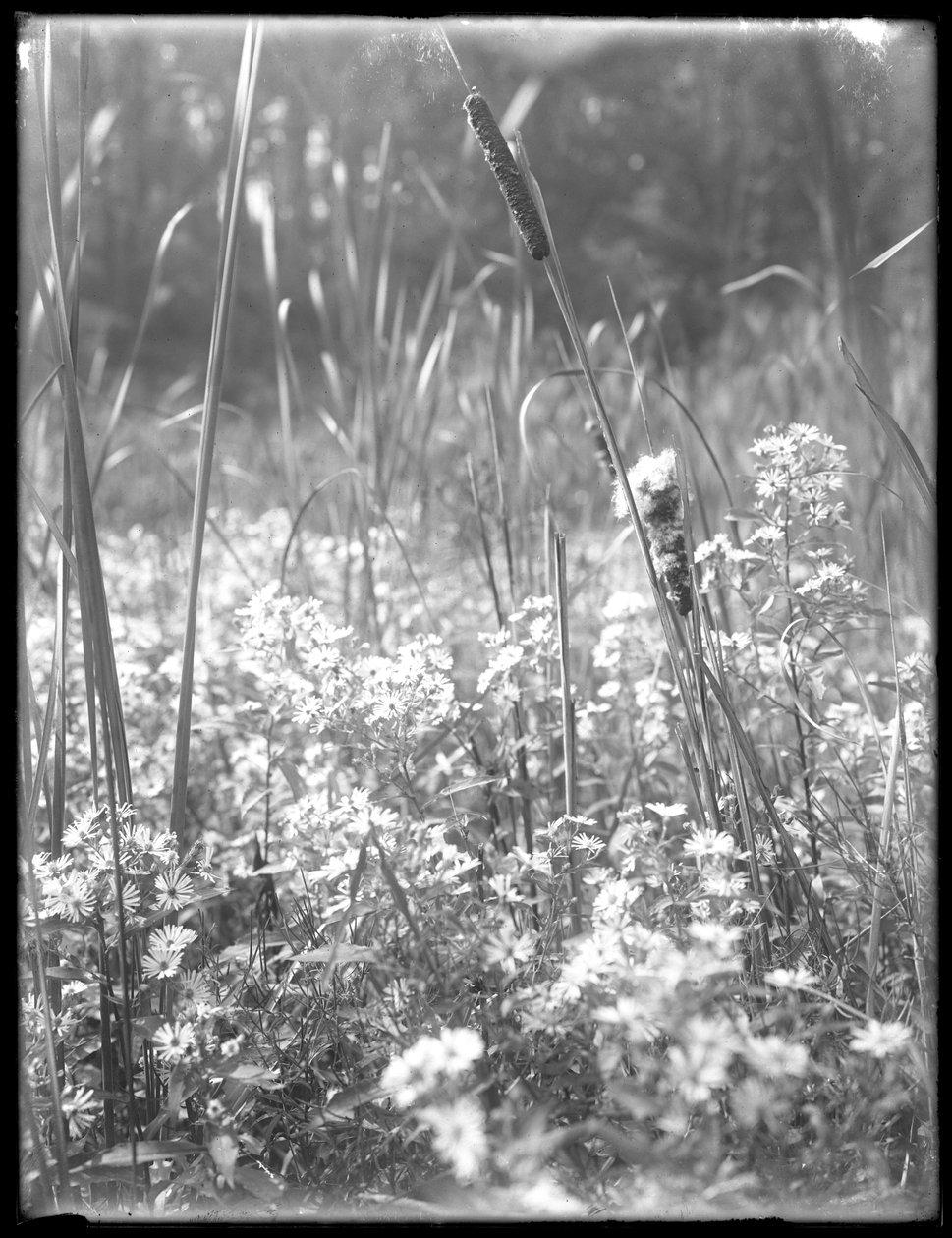 Reliance Woods