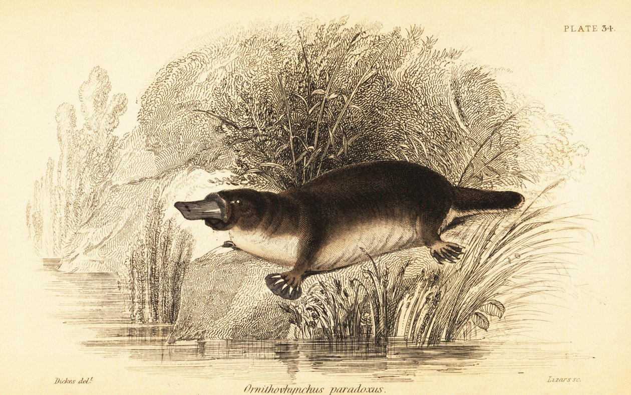 Platypus, Ornithorhynchus anatinus.,1841 (gravür) by William Dickes