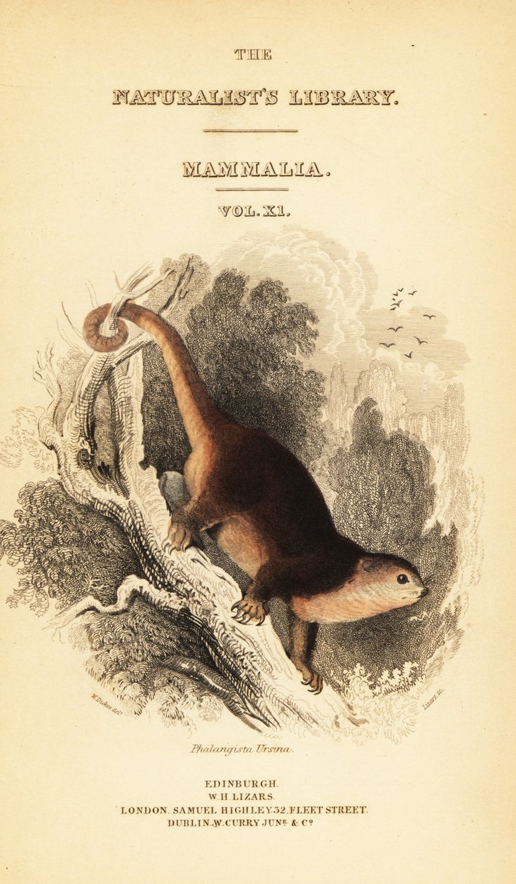 Sulawesi ayı kuskus, Ailurops ursinus. ,1841 (gravür) by William Dickes