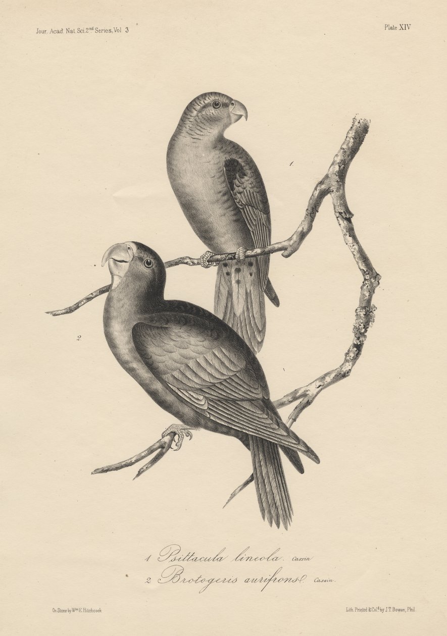 1. Psittacula lineola ve 2. Brotogeris aurifrons, litho by J.T. Bowen, 1850 by William E. Hitchcock