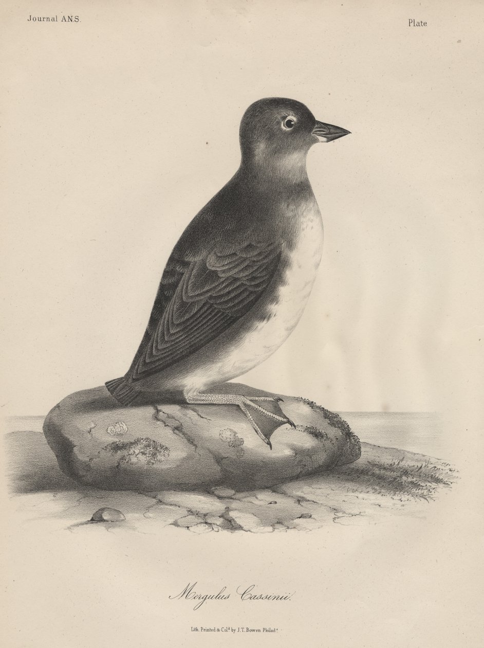 Megalus Cassinii, J.T. Bowen, 1850 by William E. Hitchcock