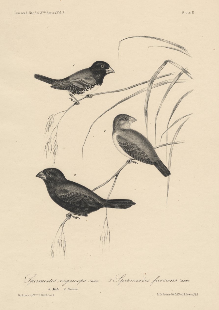 Spermestes Nigriceps (erkek ve dişi) ve Spermestes Fuscans, litho, J.T. Bowen, 1850 by William E. Hitchcock