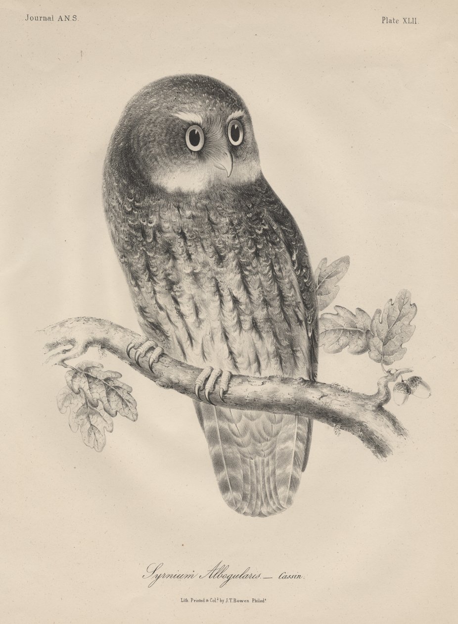 Syrnium Albogularis, litho, J.T. Bowen, 1850 by William E. Hitchcock