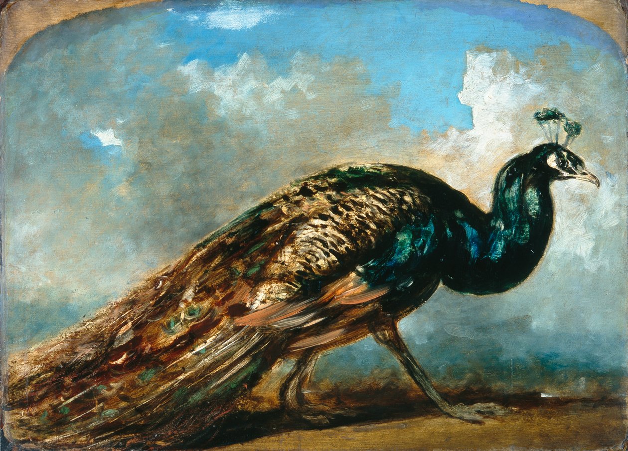 Tavus kuşunun incelenmesi (değirmen tahtası üzerinde yağlı boya) by William Etty