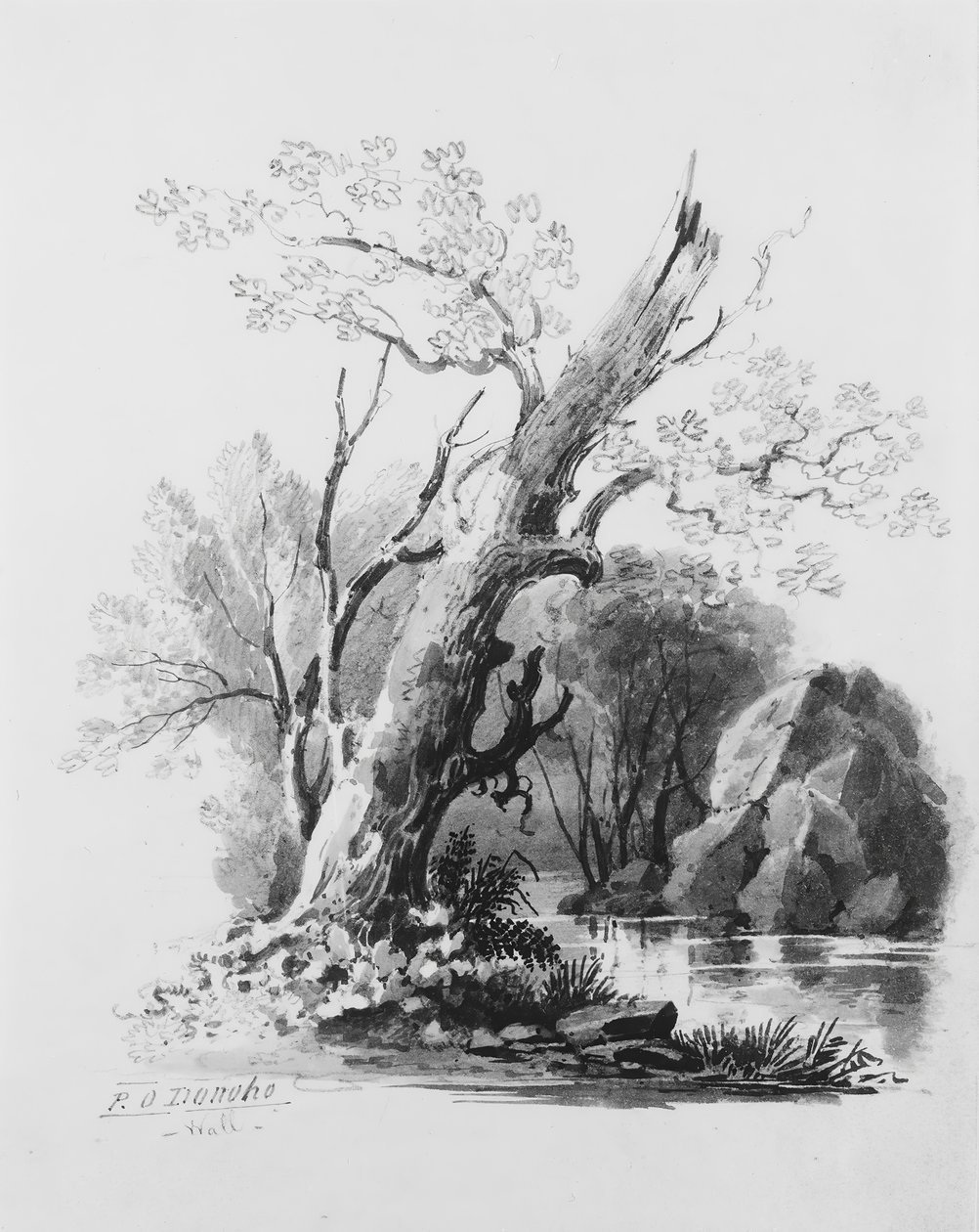 Orman Korusu, . by William Guy Wall