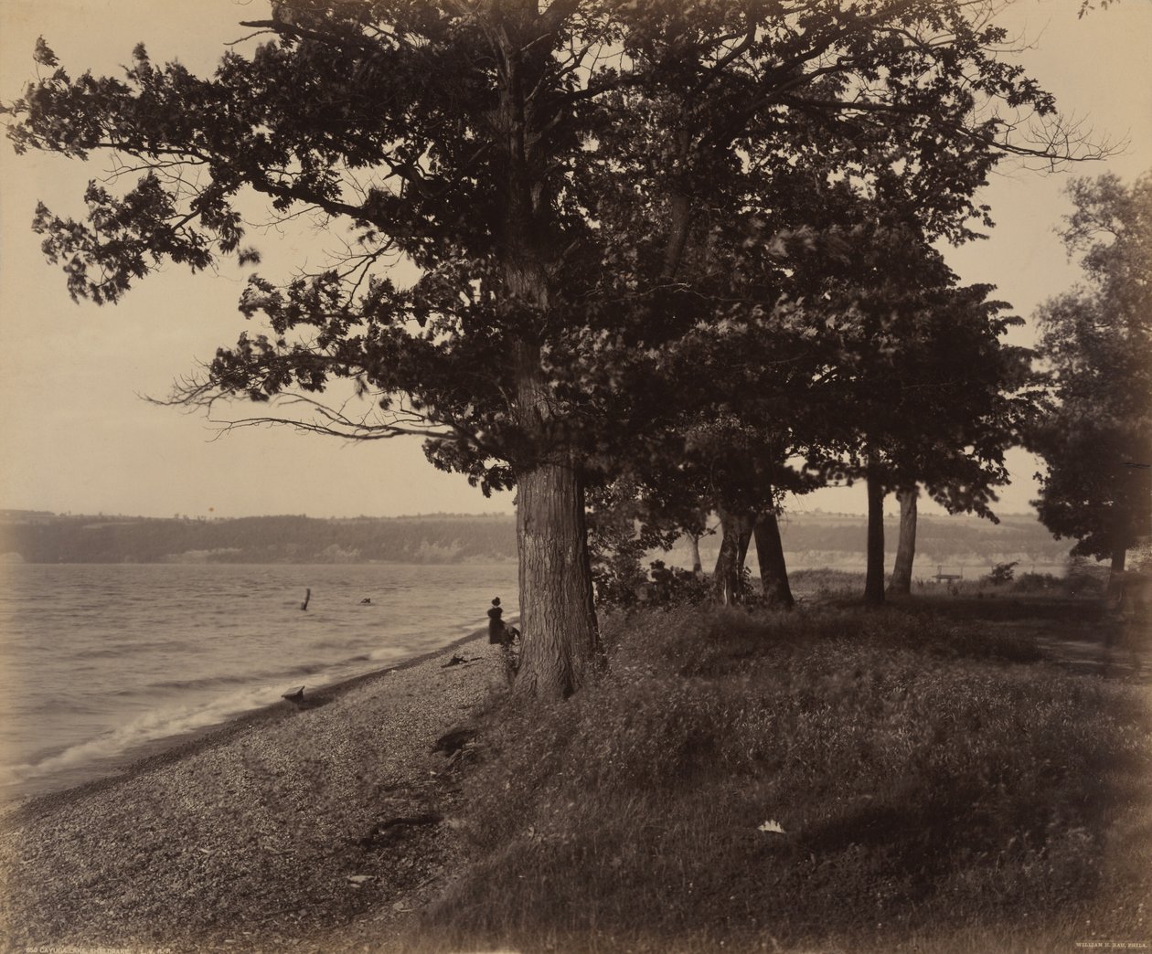 Cayuga Gölü, Sheldrake by William H. Rau