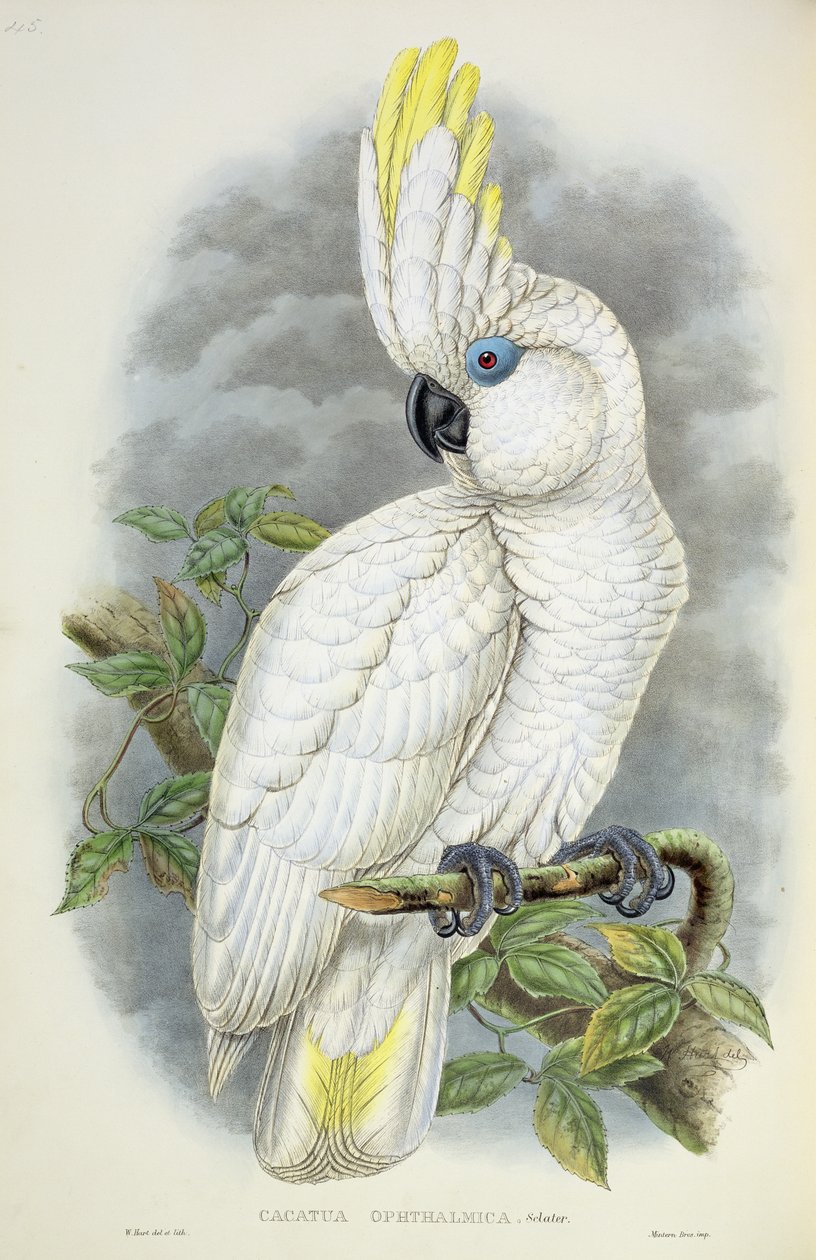 Mavi Gözlü Kakadu by William Hart