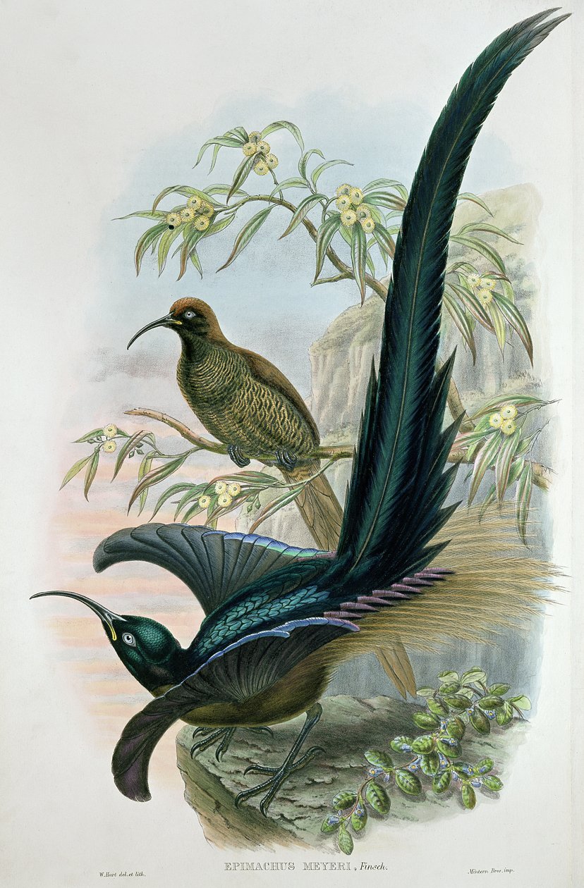 Epimakhos Meyeri by William Hart