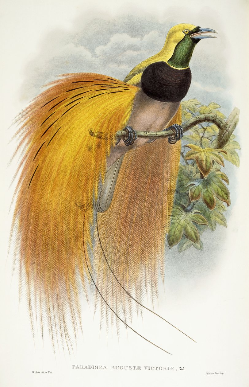 Augusta Victoria Cenneti, 1891-1898 by William Hart