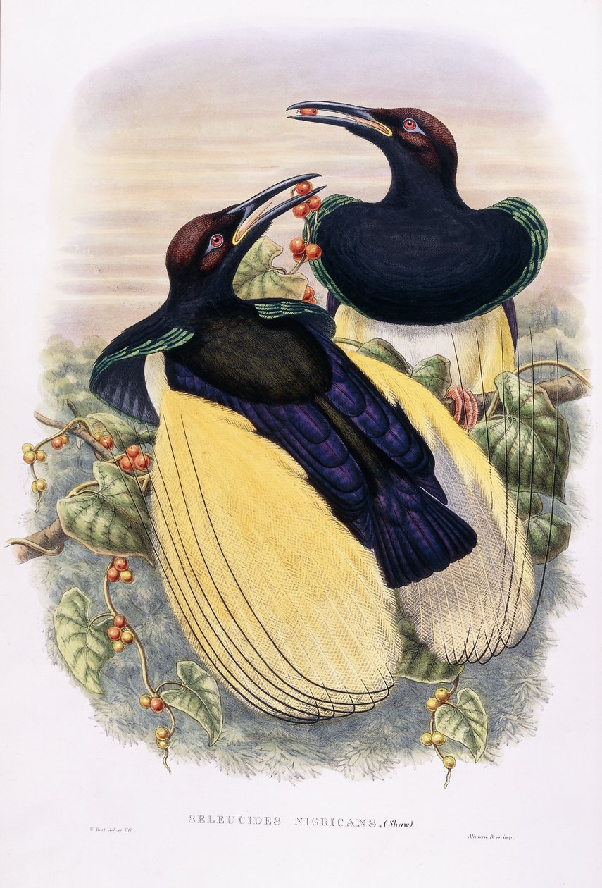 Seleukoslar Nigrakalılar by William Hart