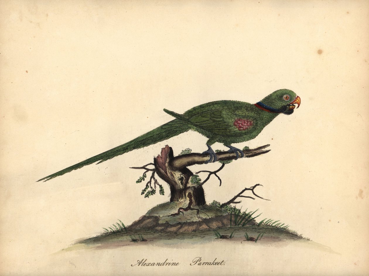 Alexandrine muhabbet kuşu, Psittacula eupatria. (Psittacus alexandri) William Hayes