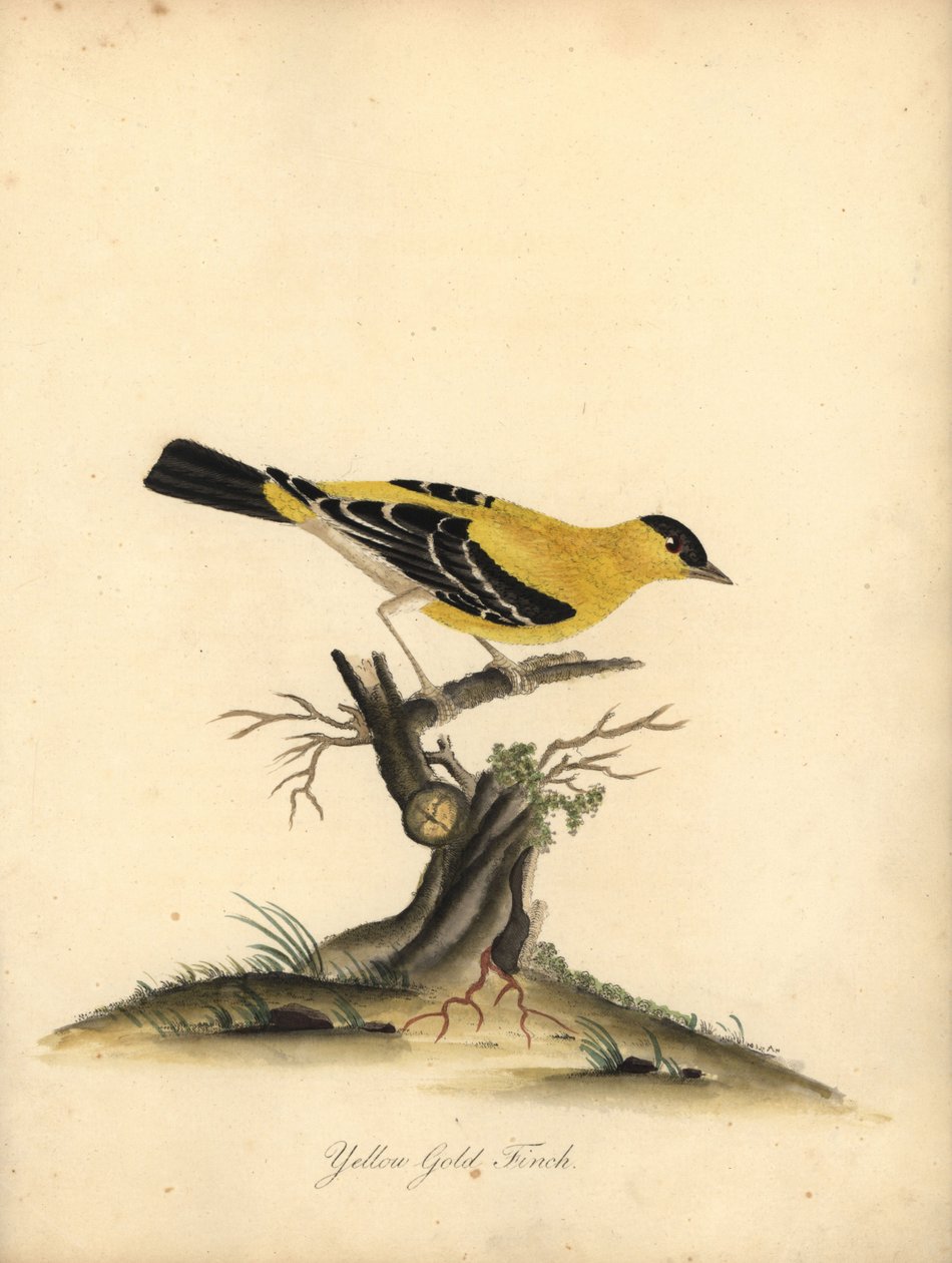 Amerikan sakası, Carduelis tristis. (Sarı saka kuşu, Fringilla tristis) William Hayes