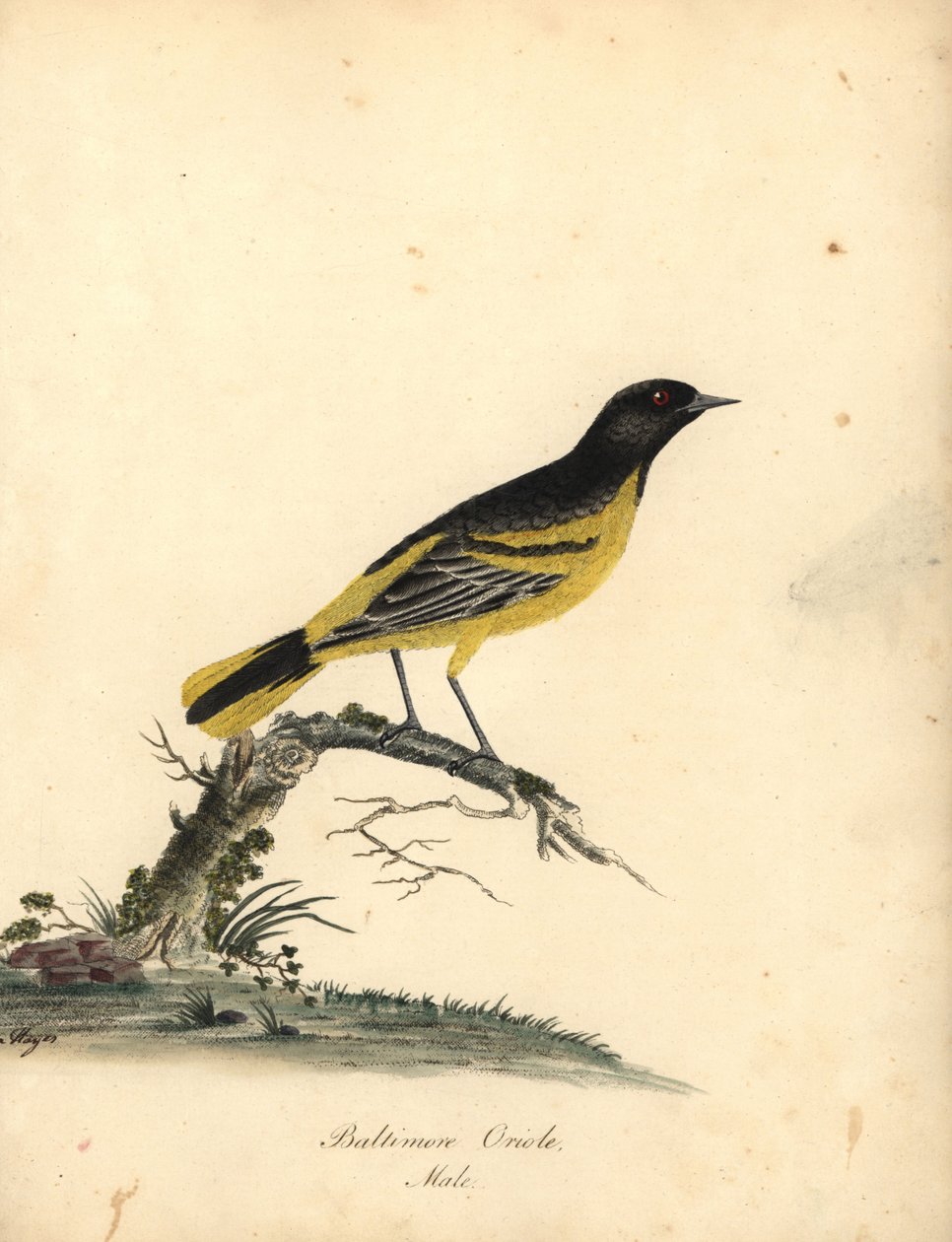 Baltimore sarısı, Icterus galbula. (Baltimore oriole, Oriolus baltimore) Matilda Hayes