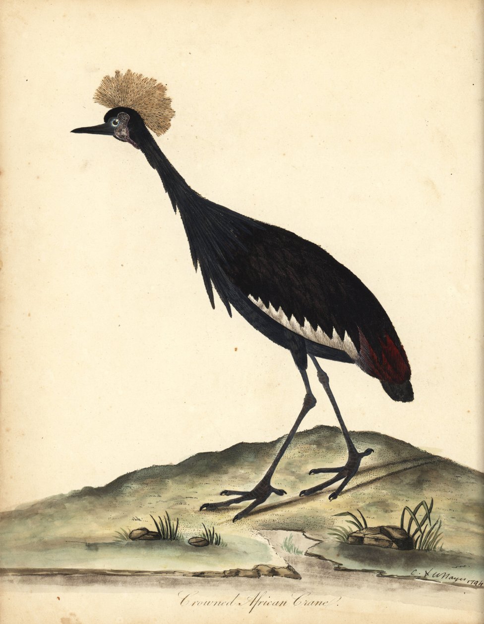 Siyah taçlı turna, Balearica pavonina. (Ardea pavonina). Hassas. William Hayes ve çocuğu C