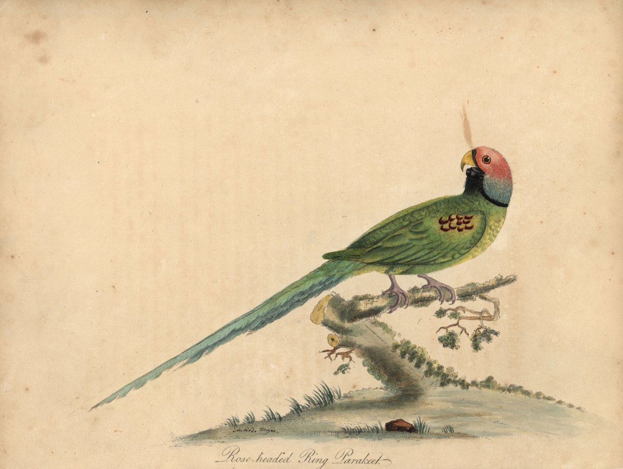 Çiçek başlı muhabbet kuşu, Psittacula roseata. (Gül başlı halka papağan) William Hayes ve kızı Matilda Hayes