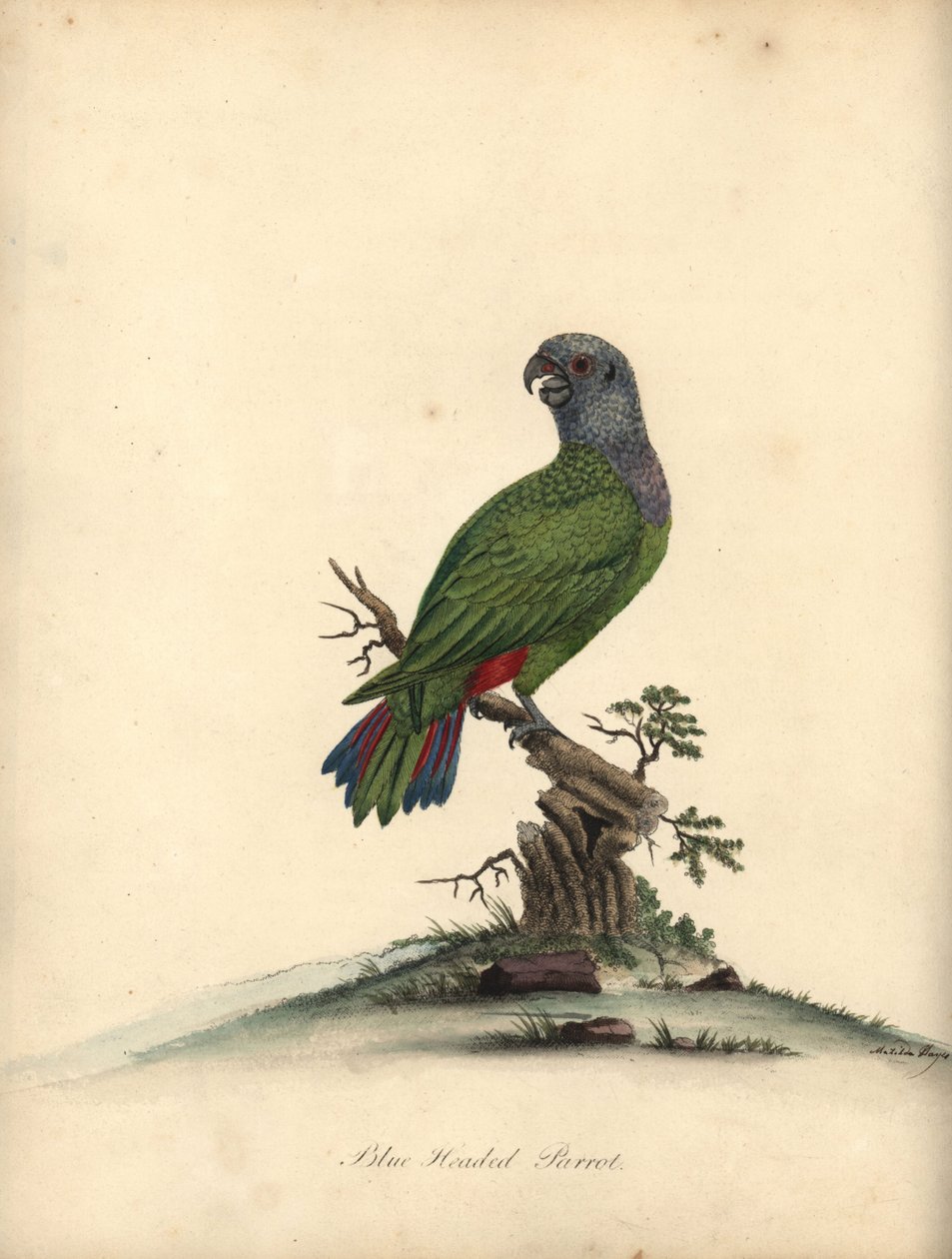 Mavi başlı papağan, Pionus menstruus. (Psittacus menstruus) Matilda Hayes