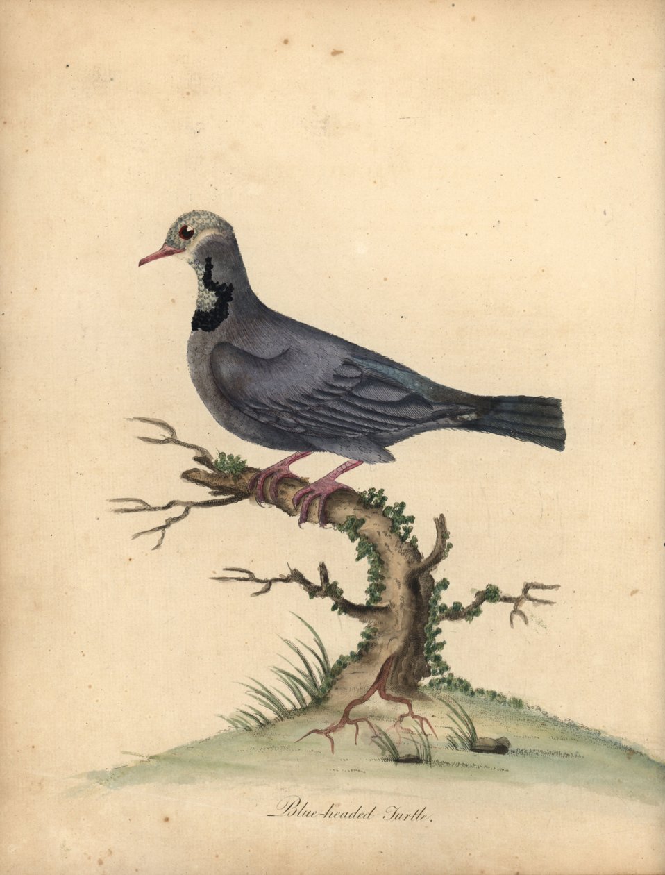 Mavi başlı bıldırcın-güvercin, Starnoenas cyanocephala. Nesli tükenmekte. (Mavi başlı kaplumbağa veya güvercin, Columba cyanocephala) William Hayes tarafından Osterly P Hayvanat Bahçesinden Nadir ve Meraklı Kuşların Portreleri