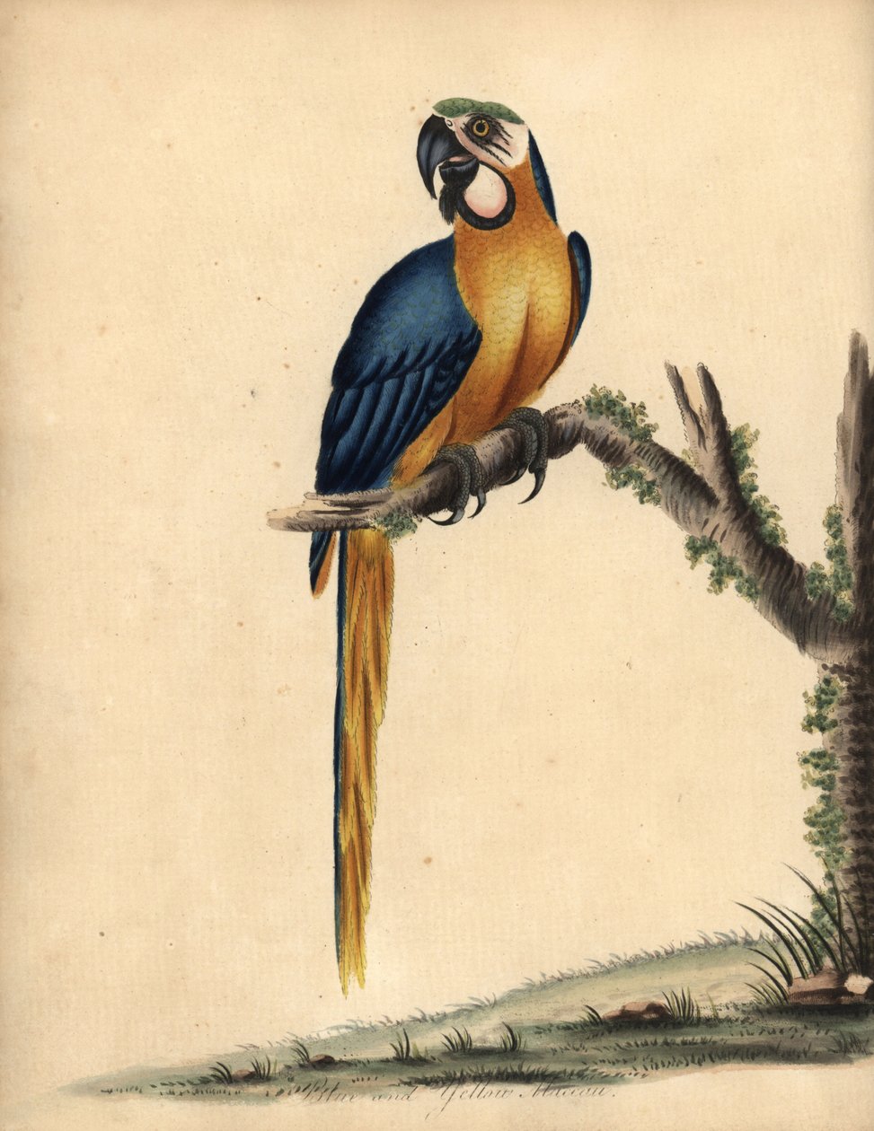 Mavi ve sarı Amerika papağanı, Ara ararauna. (Mavi ve sarı maccaw, Psittacus ararauna) William Hayes