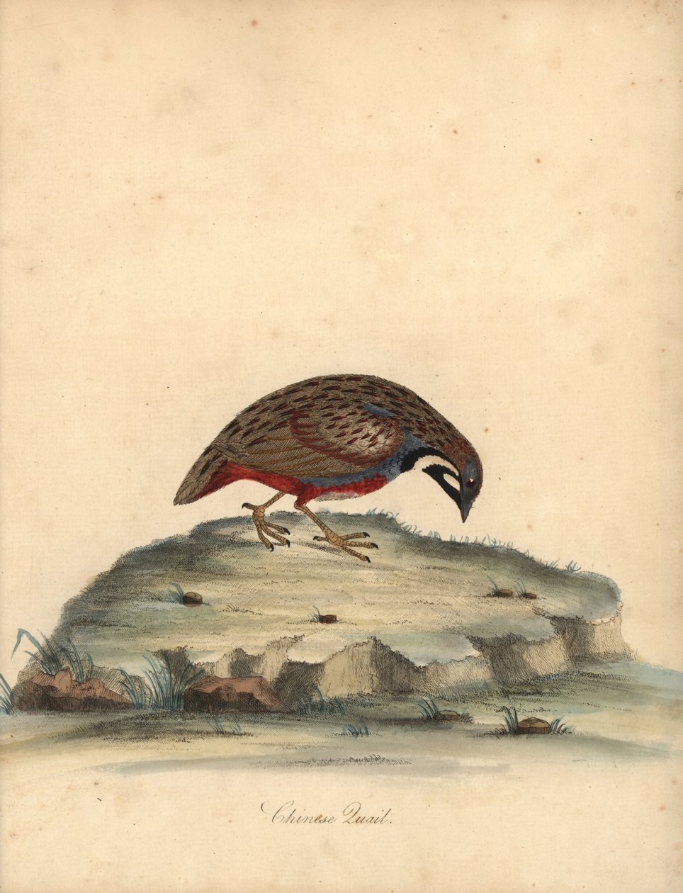 Mavi göğüslü bıldırcın, Coturnix chinensis. (Çin bıldırcını, Tetrao chinensis) William Hayes