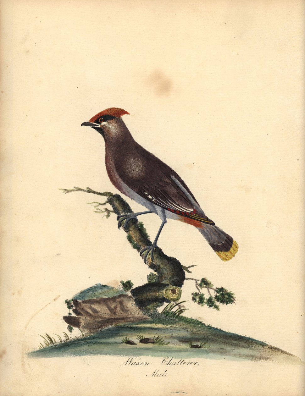 Bohem ağda, Bombycilla garrulus. (Mum gevezeliği, Ampelis garrulus) William Hayes