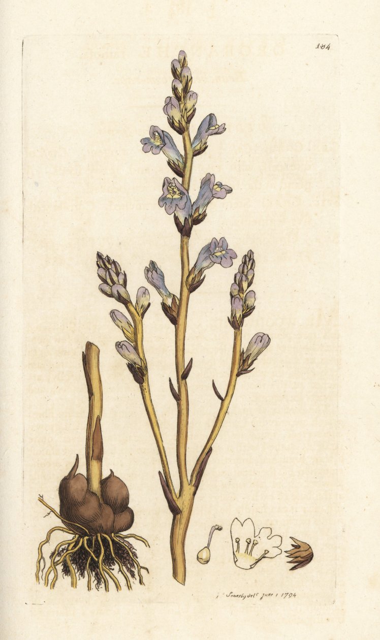 Dallı süpürge sapı, Orobanche ramosa. James Smith