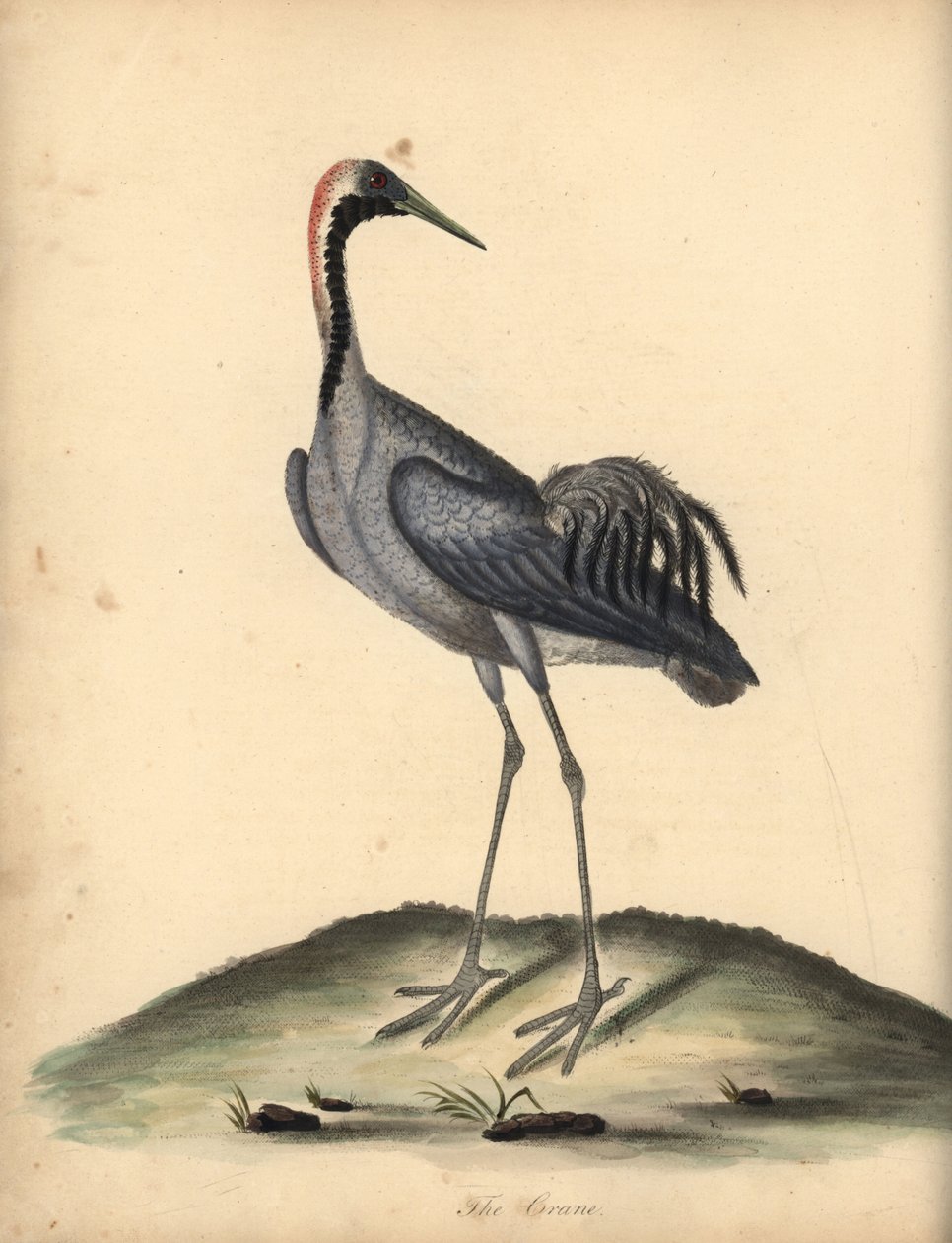 Sıradan vinç, Grus grus. (Ardea grus) William Hayes