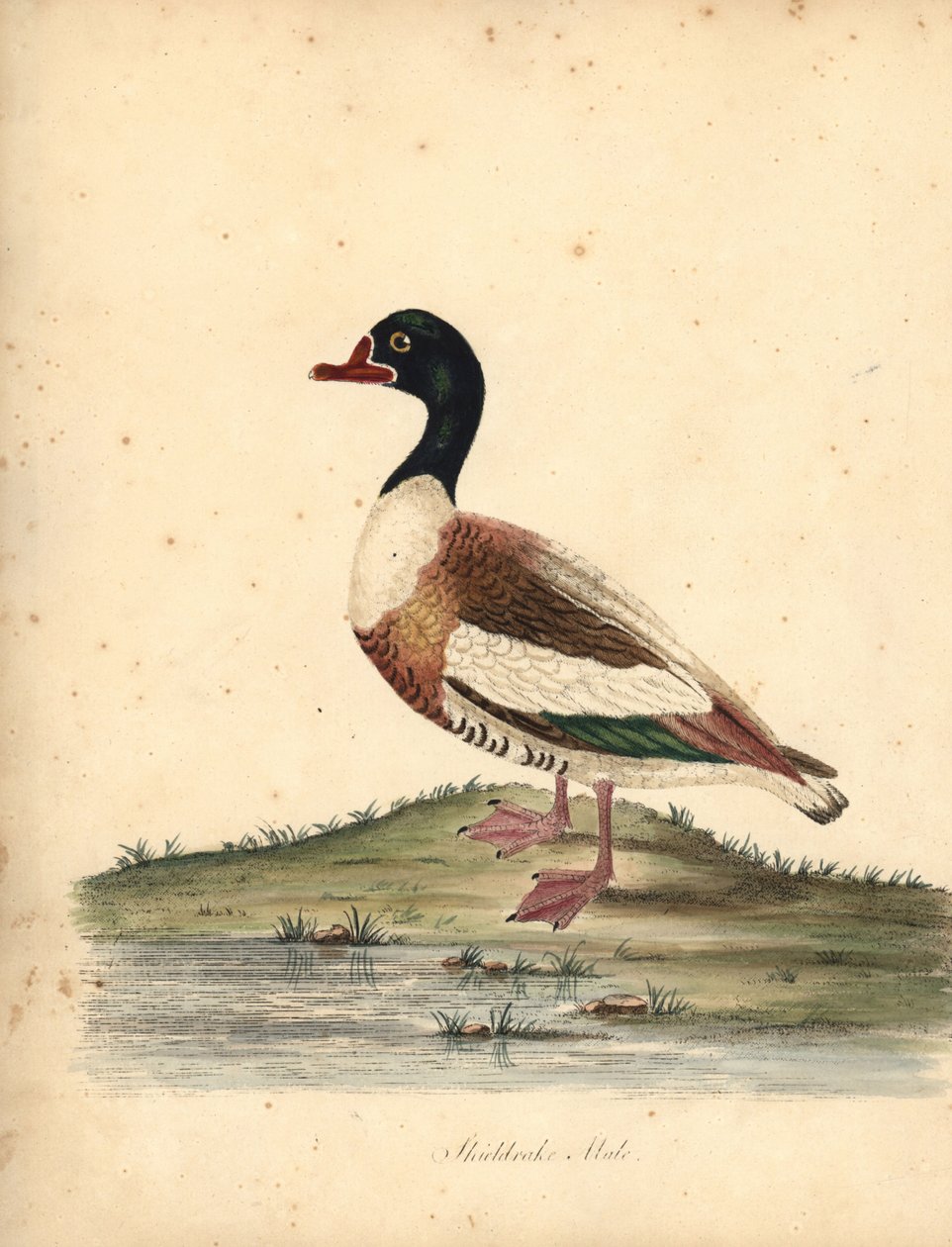 Ortak shelduck, Tadorna tadorna. (Shieldrake, Anas tadorna.) William Hayes