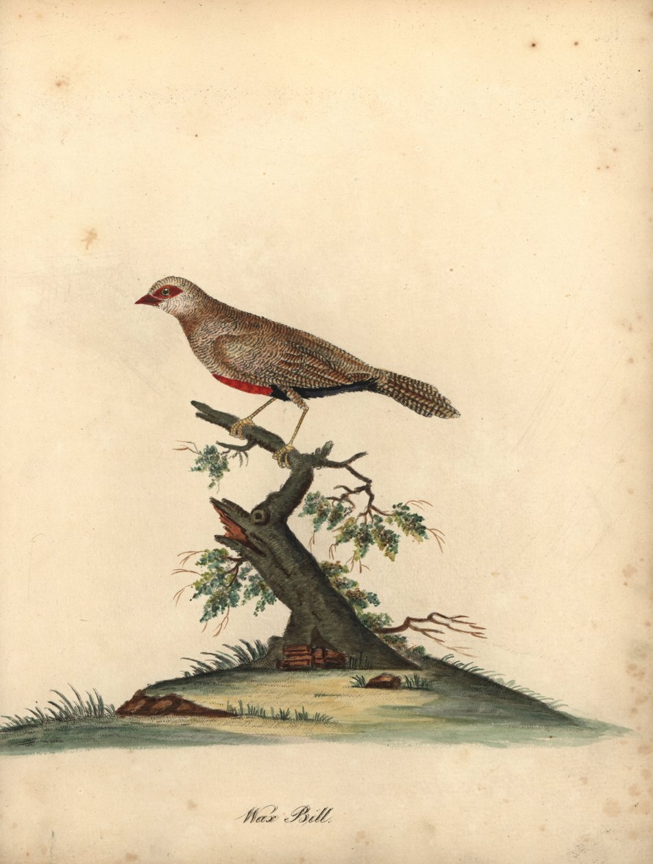 Ortak balmumu gagası, Estrilda astrild. (Loxia astreld) William Hayes