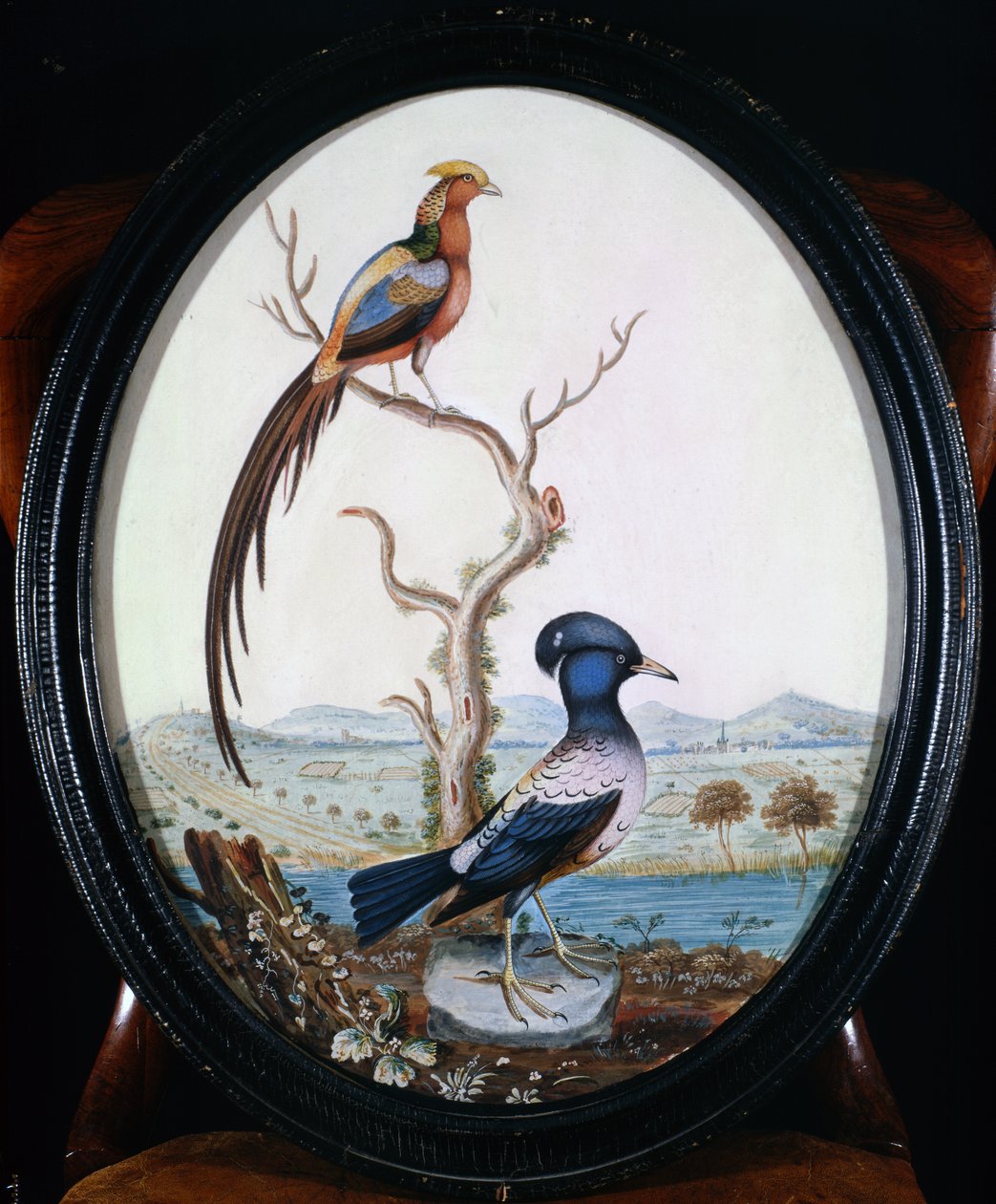 Altın Sülün ve Jay by William Hayes