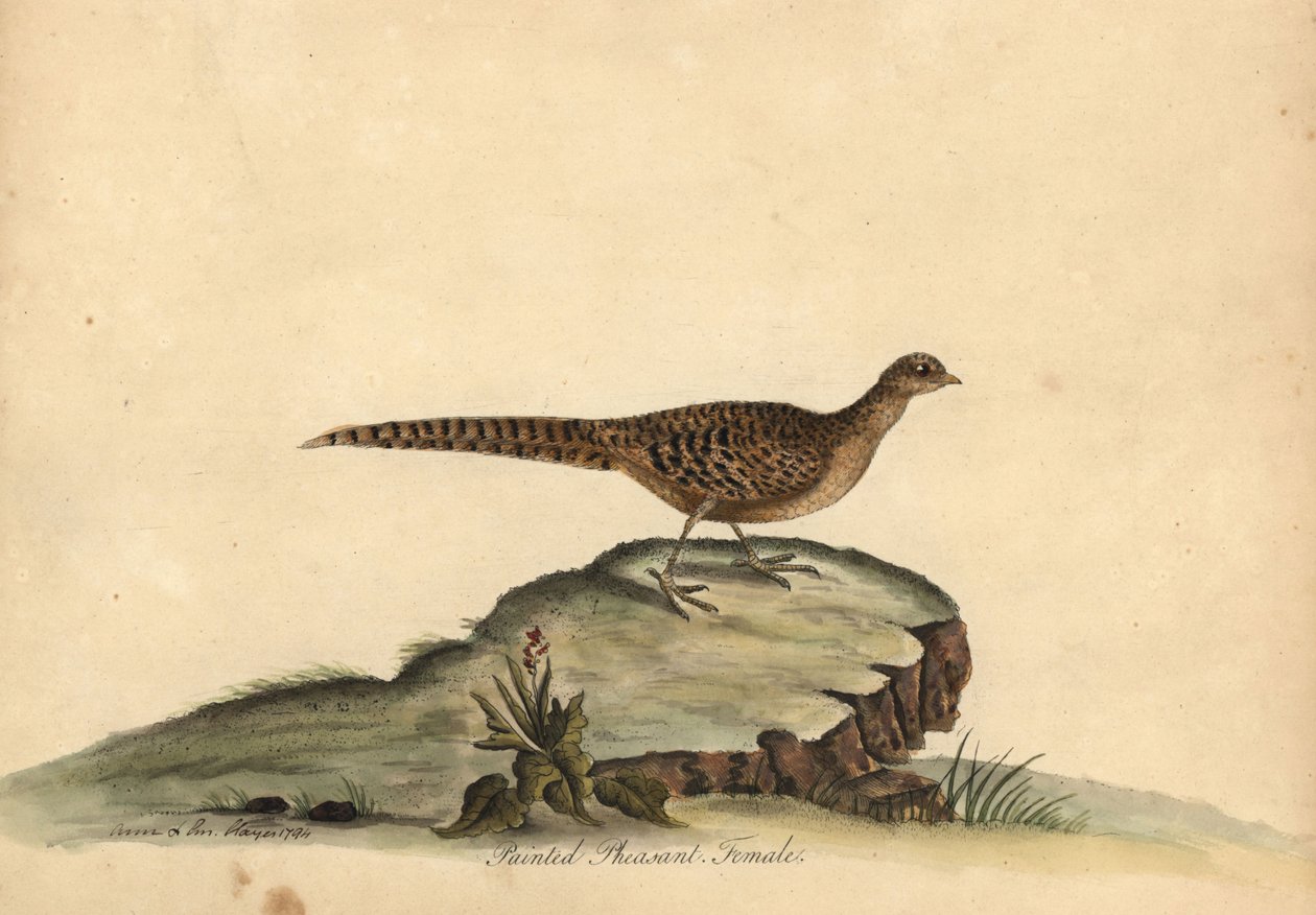 Altın veya Çin sülün, Chrysolophus pictus, dişi. (Boyalı sülün, Phasianus pictus) William Hayes