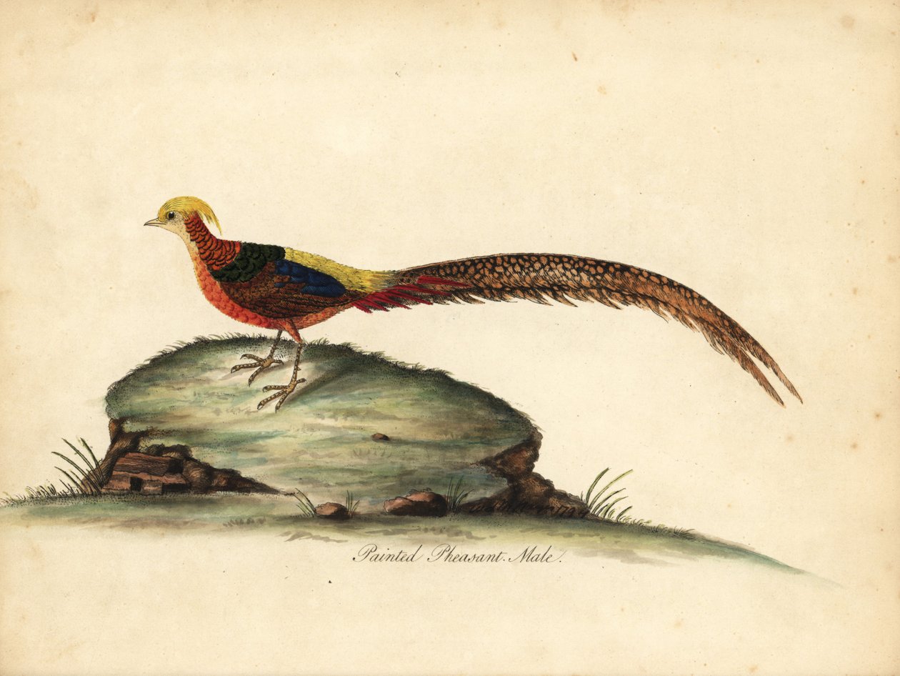 Altın veya Çin sülün, Chrysolophus pictus, erkek. (Boyalı sülün, Phasianus pictus) William Hayes