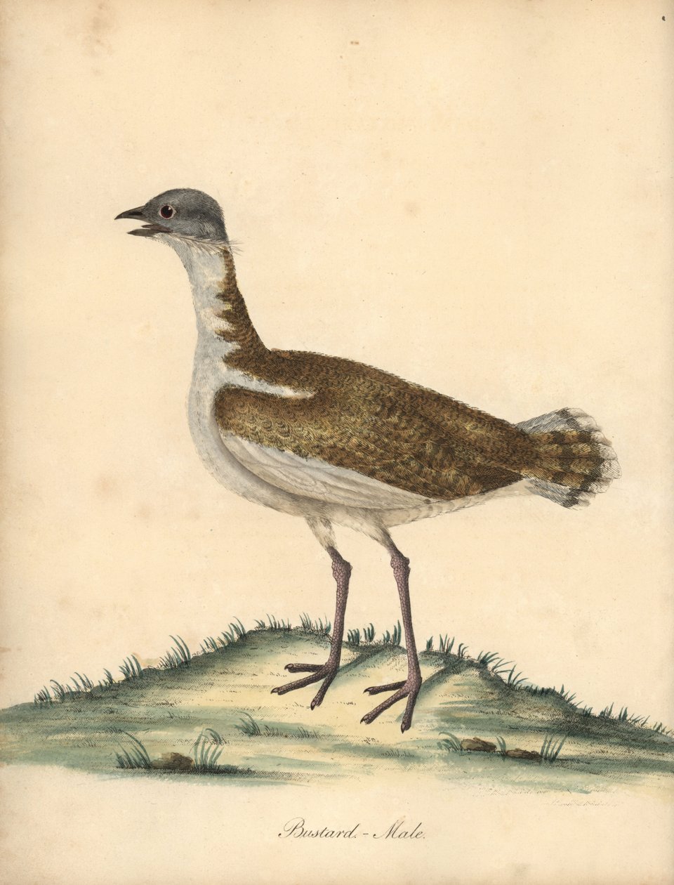 Büyük toy kuşu, Otis tarda, erkek. Hassas. William Hayes