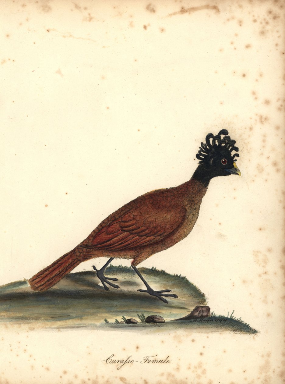 Harika curassow, Crax rubra, dişi. (Curasso, Crax rubra) Savunmasız. William Hayes