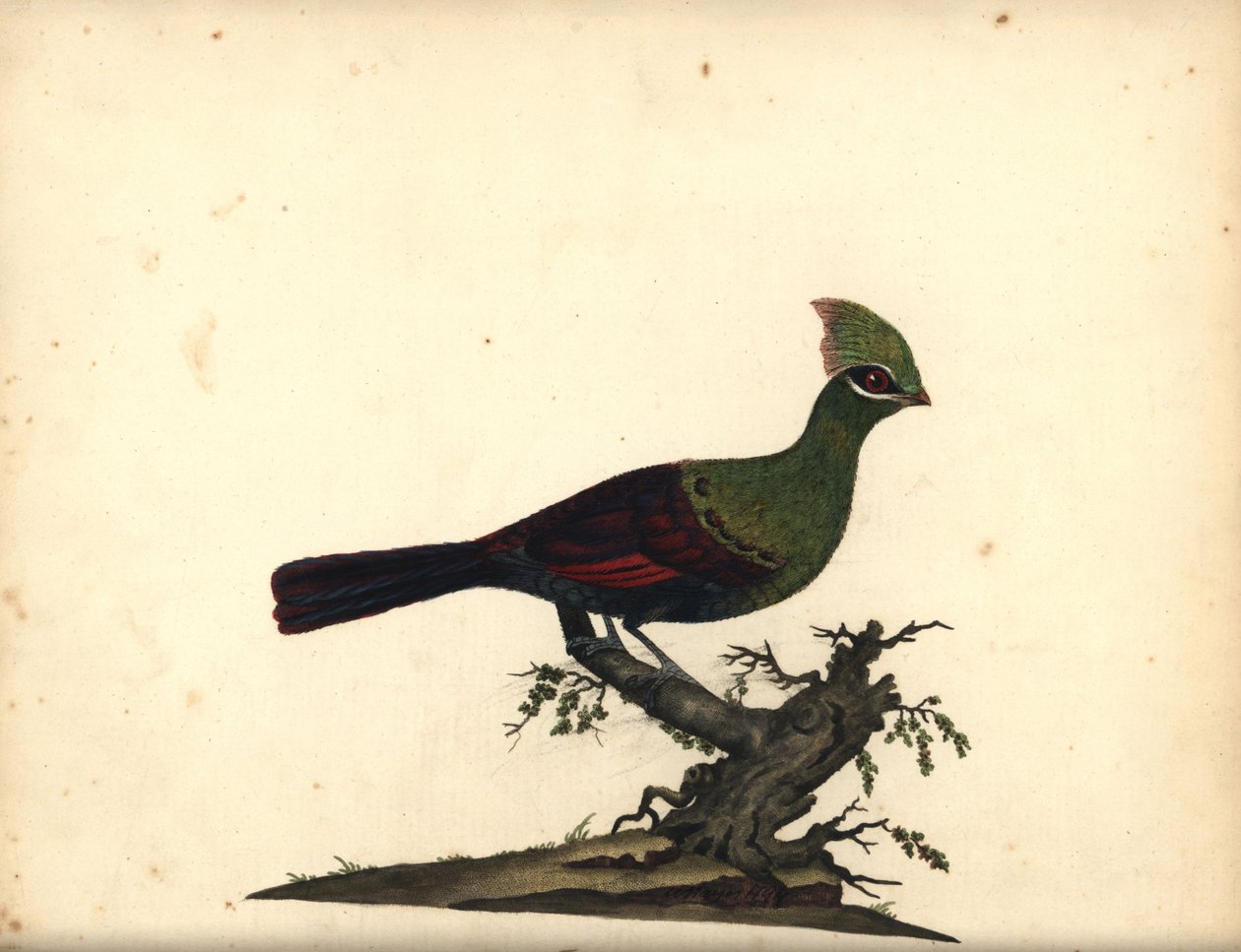 Gine veya yeşil turaco, Tauraco persa. (Touraco, Cuculus persa) William Hayes