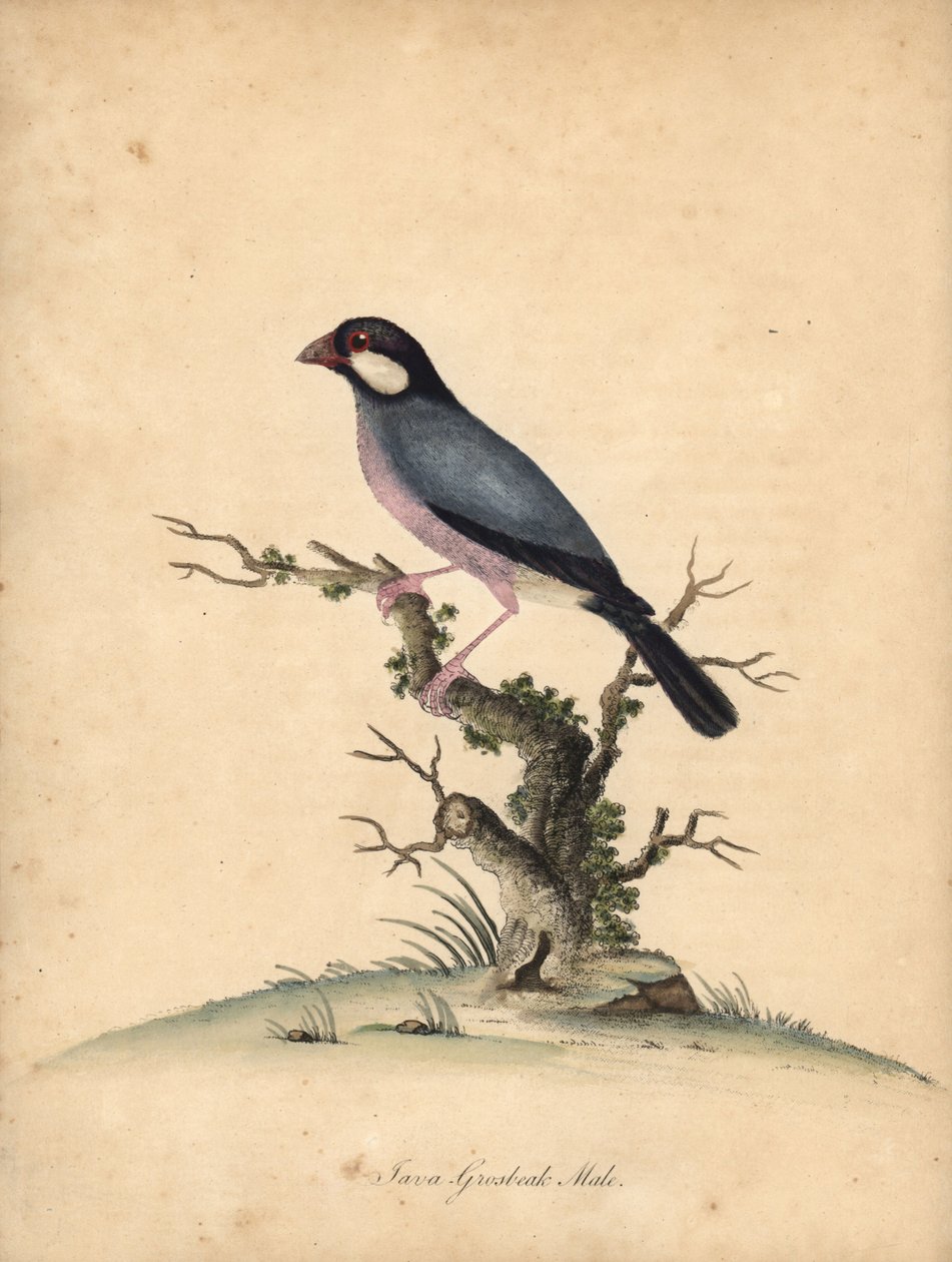 Java serçesi, Lonchura oryzivora. Hassas. (Java grosbeak, Loxea oryxivora) William Hayes