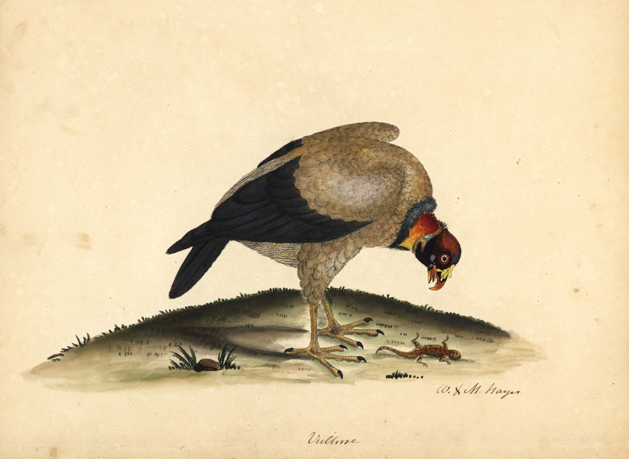 Kral akbaba, Sarcoramphus papa (Vultur papa). William Hayes ve kızı M (Matilda) tarafından Osterly Park Hayvanat Bahçesinden Nadir ve Meraklı Kuşların Portreleri