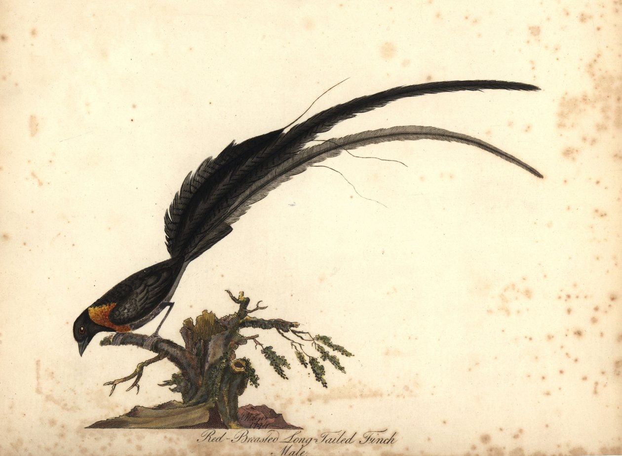 Uzun kuyruklu cennet Whydah, Vidua paradisaea, erkek. (Kızıl göğüslü uzun kuyruklu ispinoz, Emberiza paradisaea) William Hayes