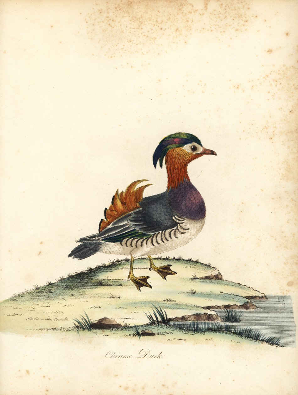 Mandalina ördeği, Aix galericulata. (Çin ördeği, Anas galericulata) William Hayes