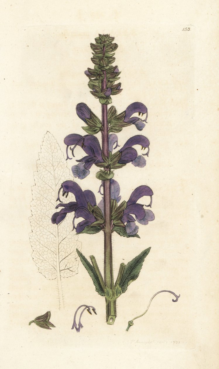 Çayır otu, Salvia pratensis. James Smith