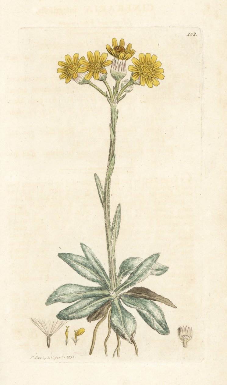 Dağ fleawort, Tephroseris integrifolia (Cineraria integrifolia). James Smith