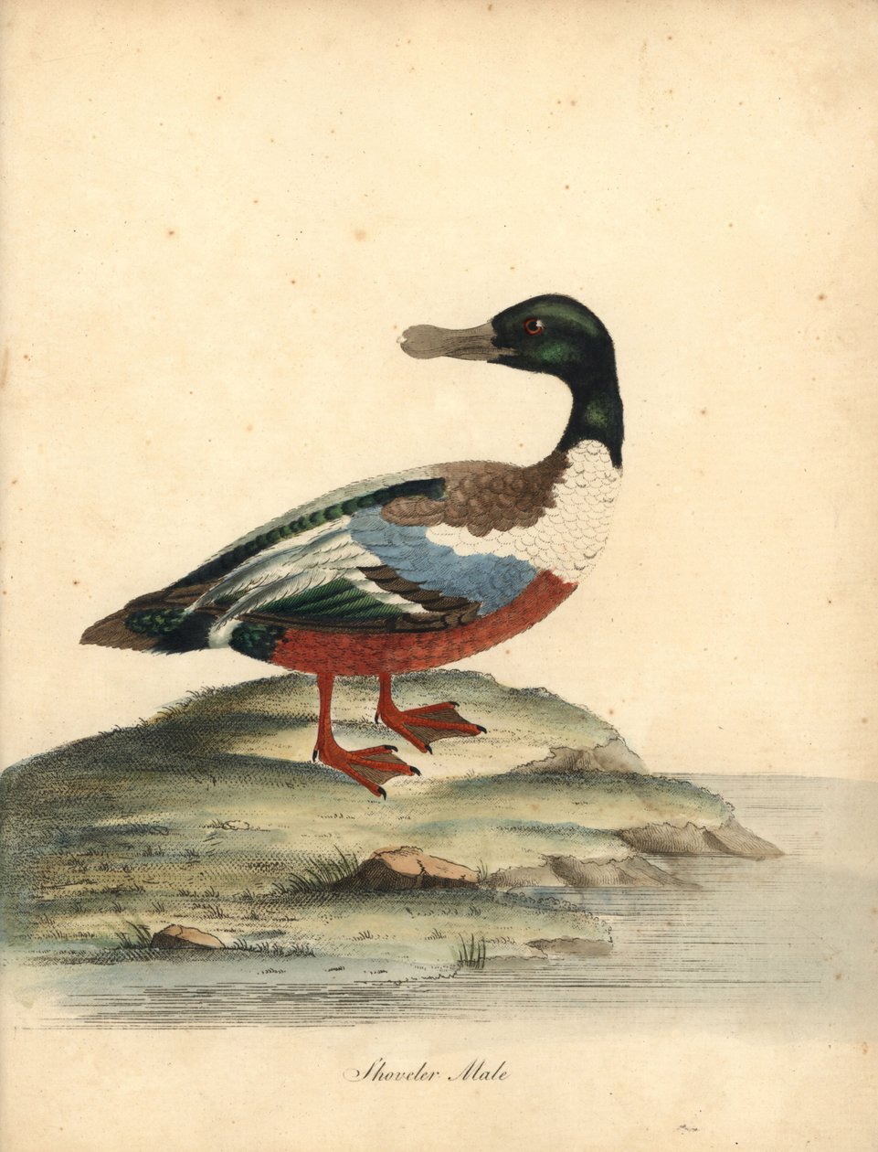 Kuzey kürekçi, Anas clypeata, erkek. William Hayes