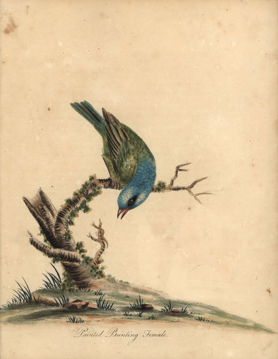 Boyalı kiraz kuşu, Passerina ciris, dişi. Yakın tehdit. William Hayes