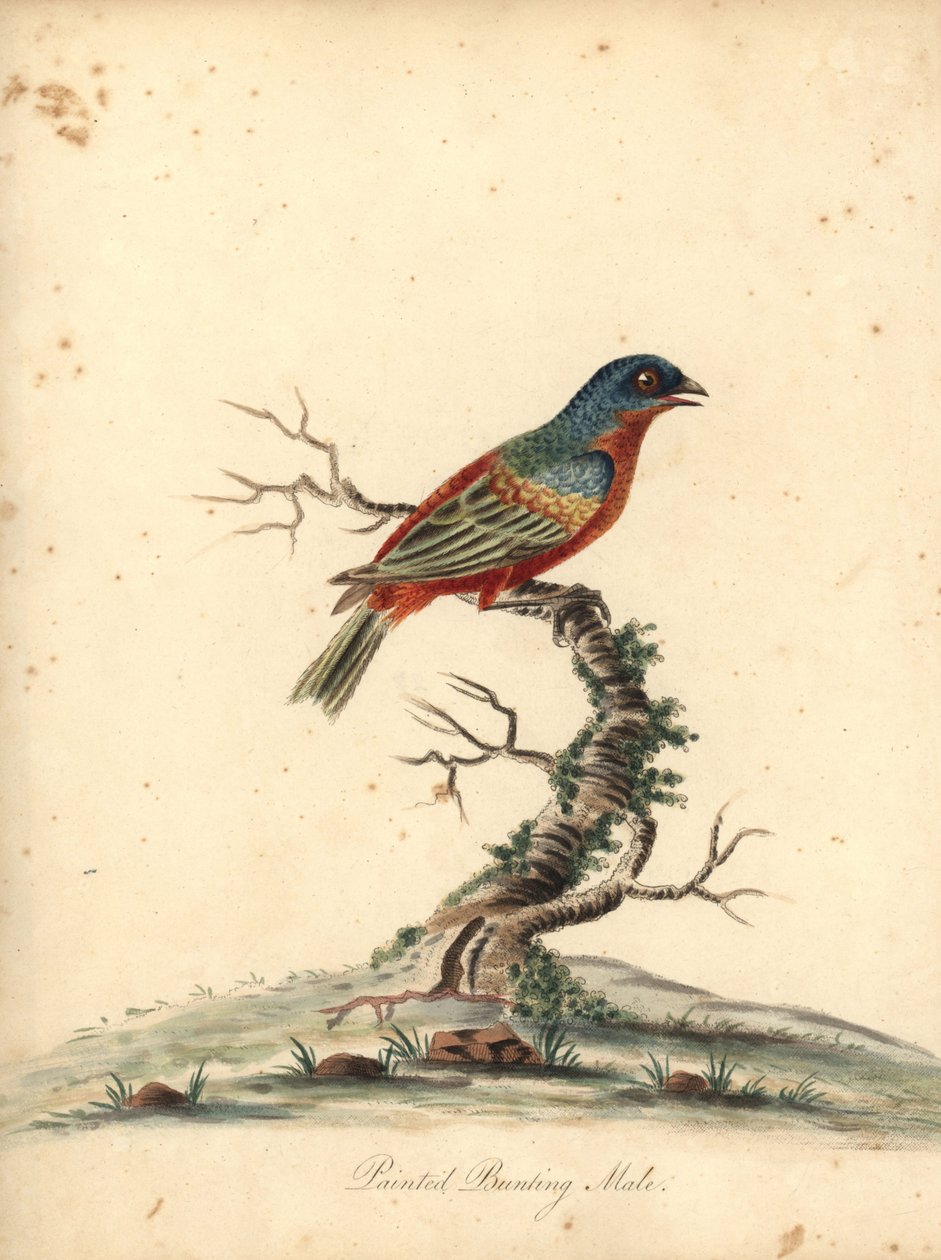 Boyalı kiraz kuşu, Passerina ciris, erkek. Yakın tehdit. William Hayes