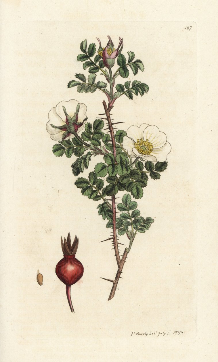 Pembe burnet, Rosa spinosissima. James Smith
