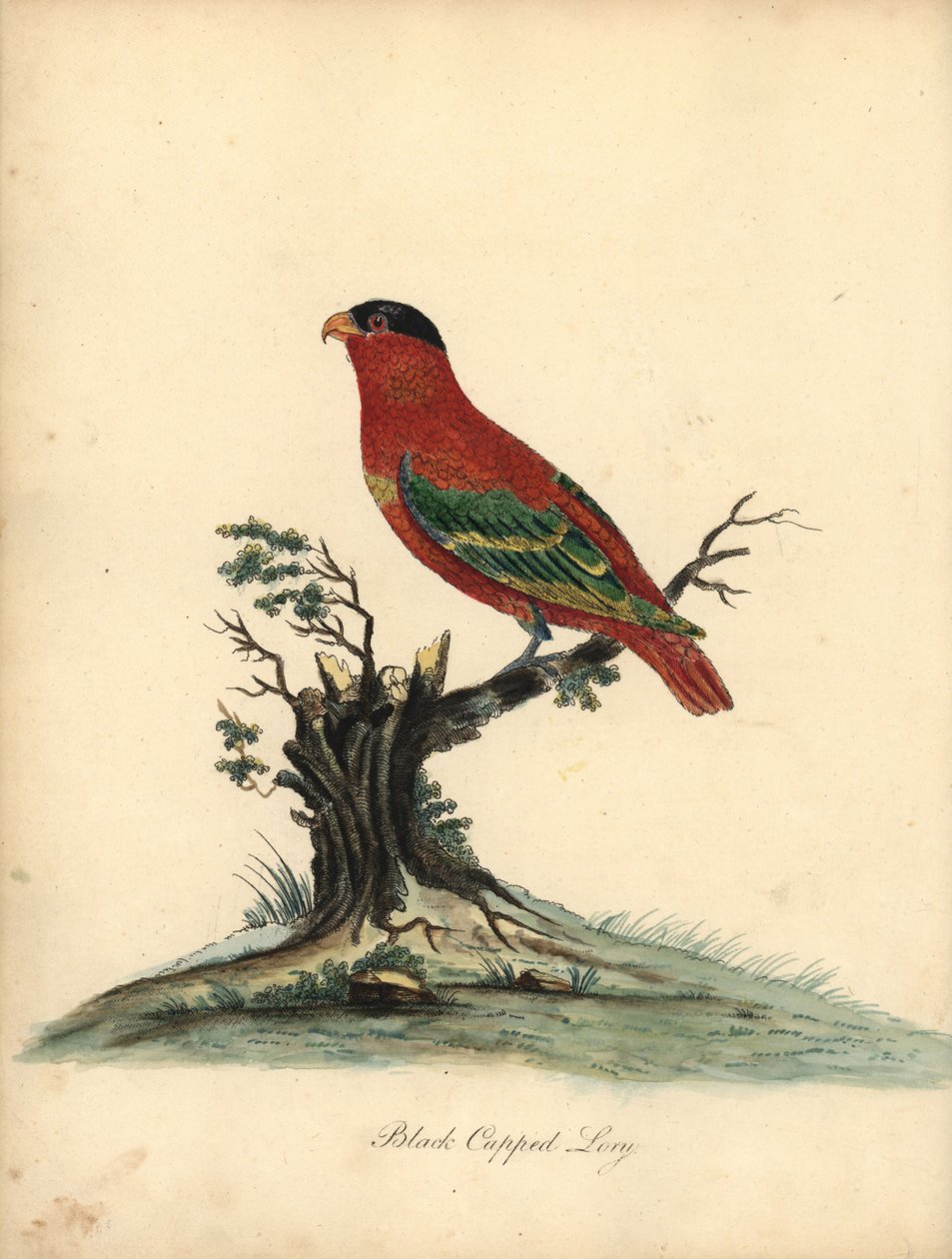 Saf enseli lory, Lorius domicella. Nesli tükenmekte. Siyah şapkalı lory, Psittacus domicilla. William Hayes