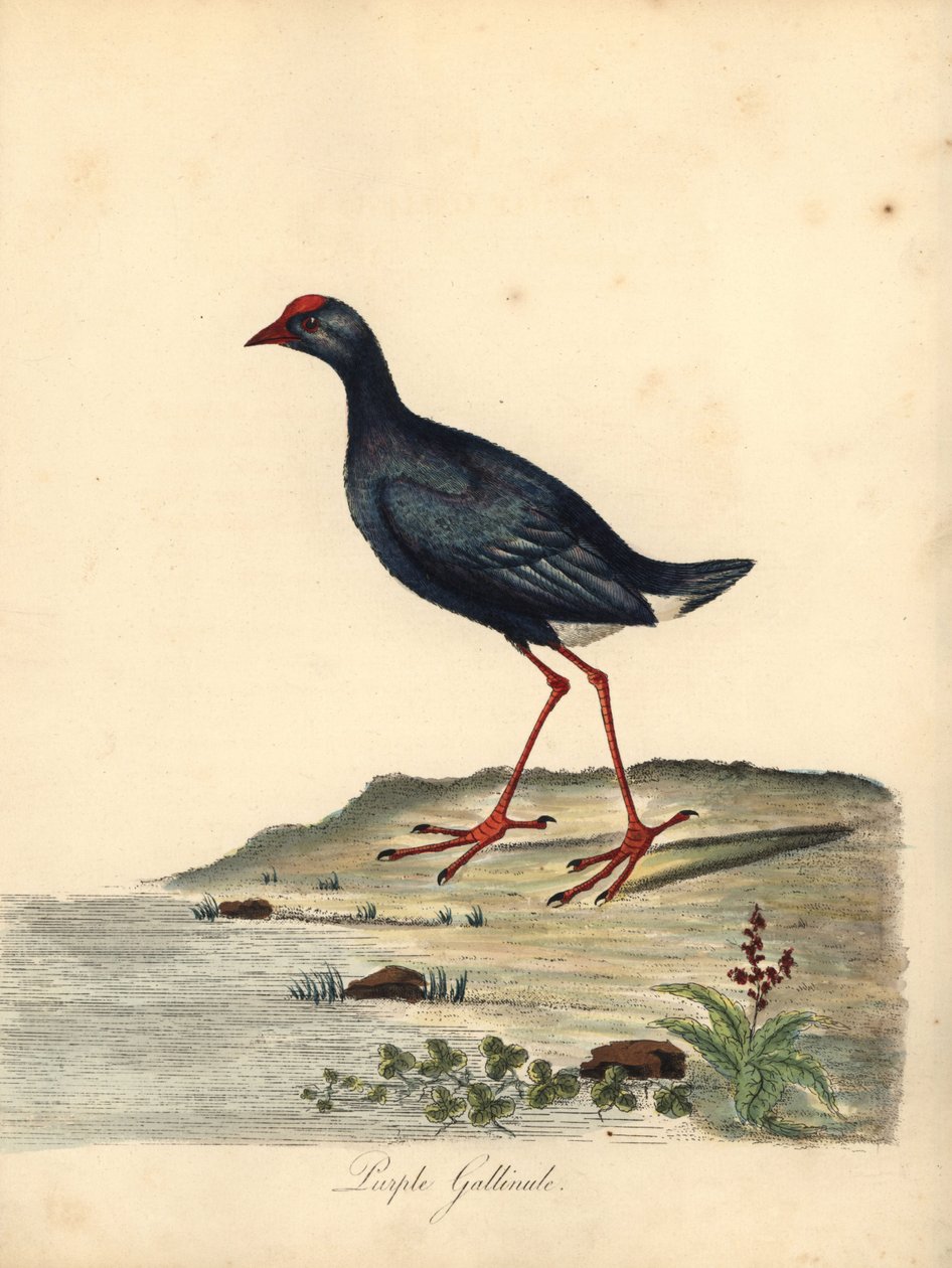 Mor bataklık, Porphyrio porphyrio. (Mor gallinule, Fulica porphyrio) William Hayes tarafından Osterly Park Hayvanat Bahçesinden Nadir ve Meraklı Kuşların Portreleri
