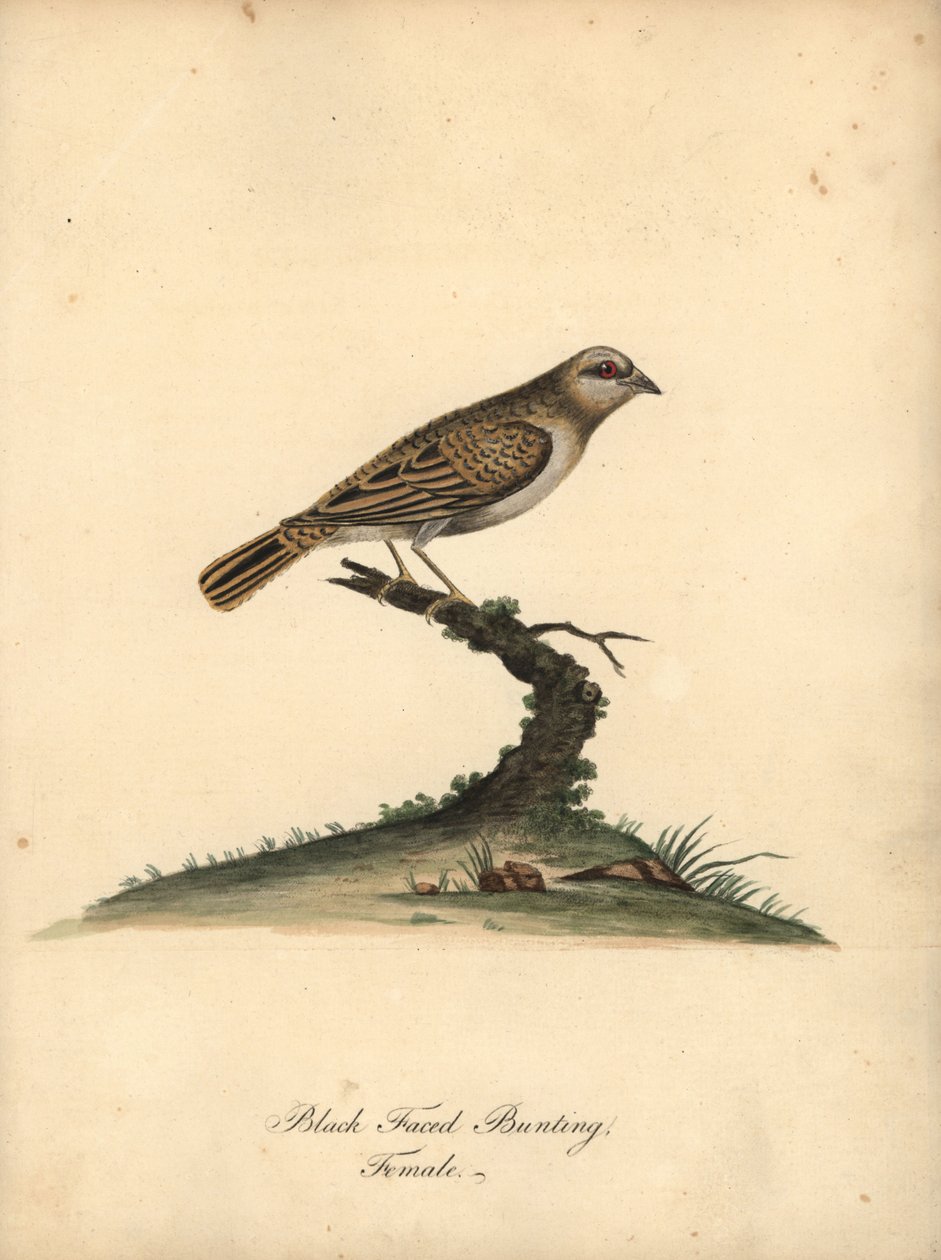 Kırmızı gagalı quelea, Quelea quelea, dişi. (Siyah yüzlü kiraz kuşu, Embereza quelea) William Hayes tarafından Osterly Park Hayvanat Bahçesi