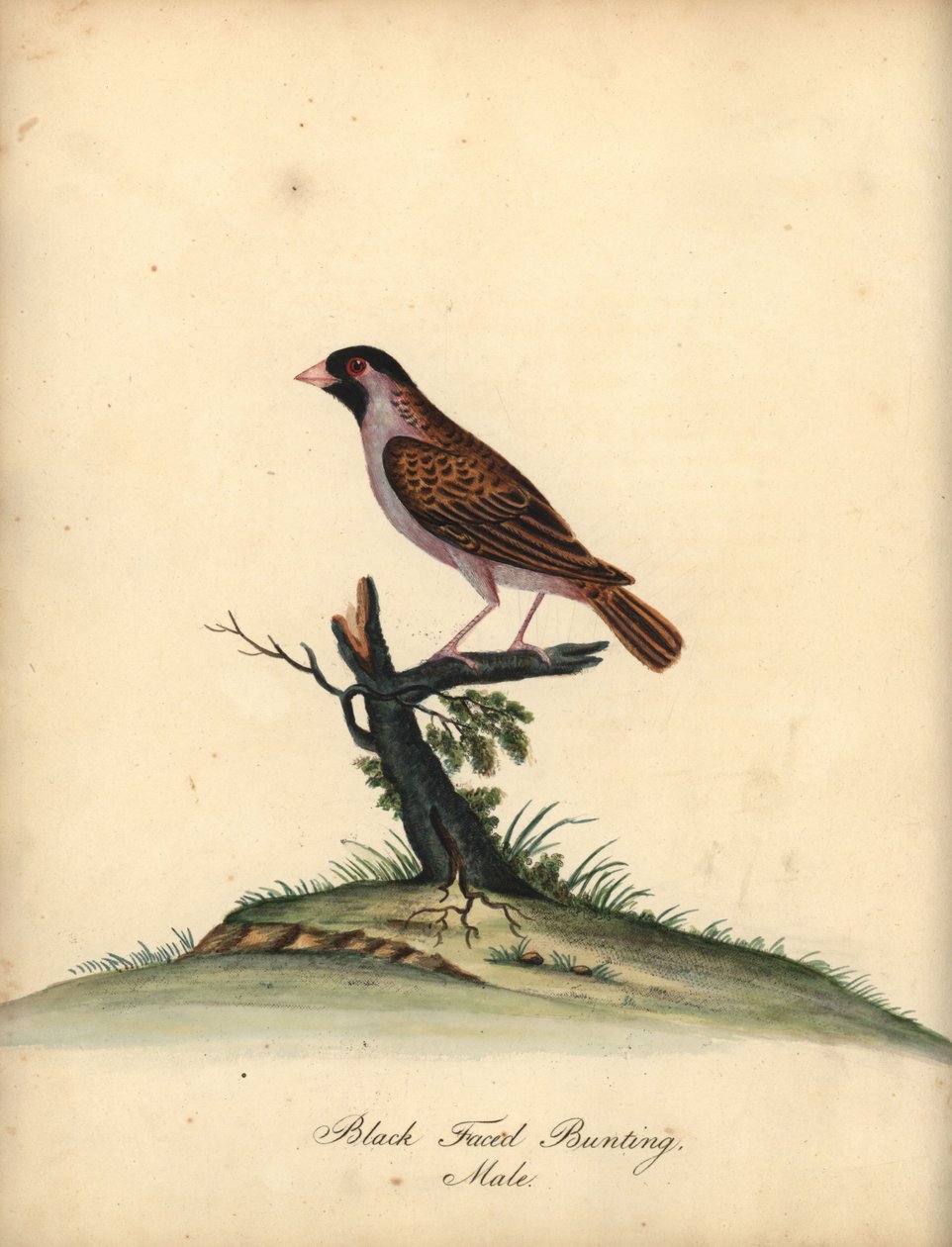 Kırmızı gagalı quelea, Quelea quelea, erkek. (Siyah yüzlü kiraz kuşu, Embereza quelea) William Hayes tarafından Osterly Park Hayvanat Bahçesi
