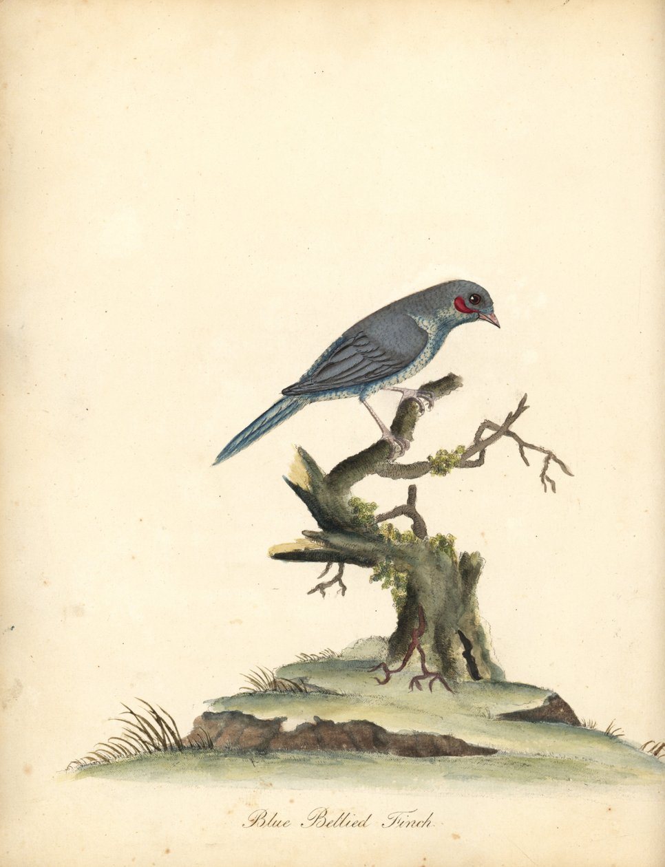 Kırmızı yanaklı cordonbleu, Uraeginthus bengalus. (Mavi karınlı ispinoz, Fringilla benghalus.) William Hayes