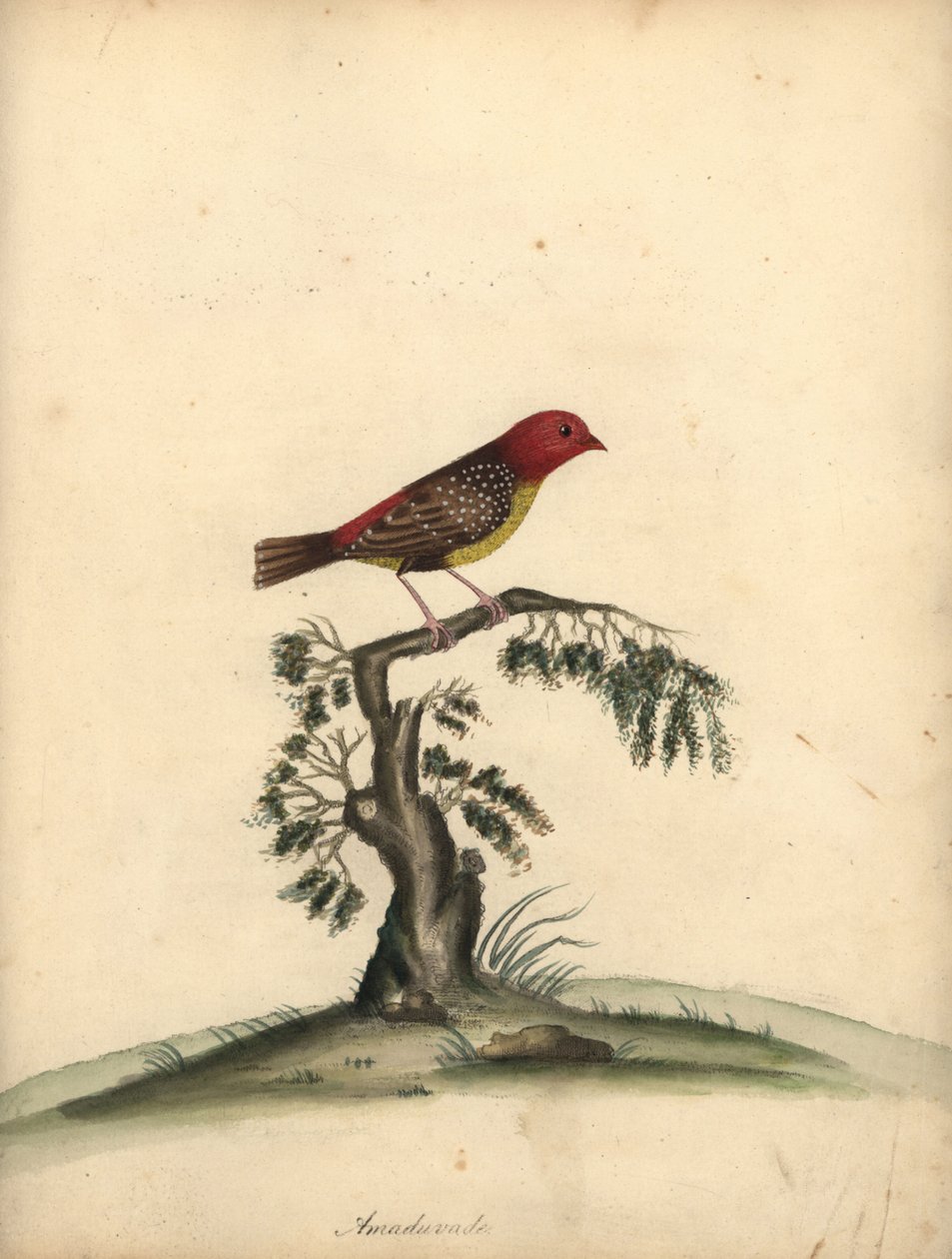 Kırmızı avadavat, Amandava amandava. (Amaduvade, Fringilla amandava) William Hayes